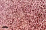 2 - Cellule della lamina in visione superficiale